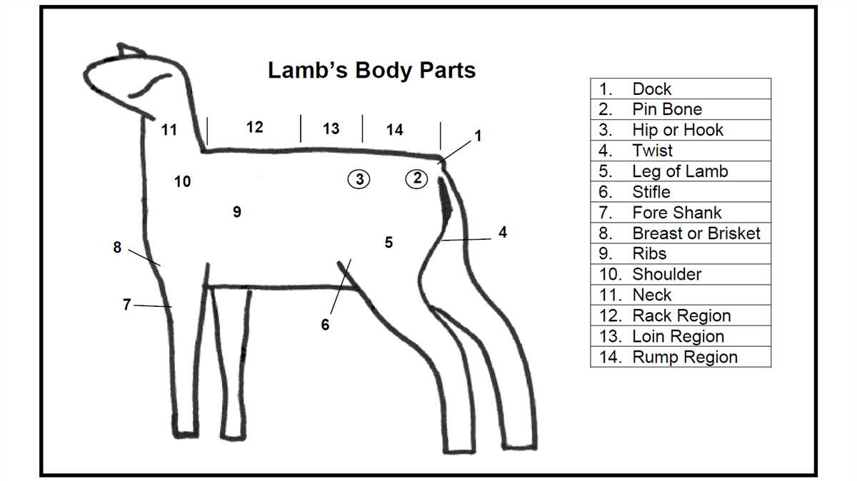 The Ultimate Guide To Understanding The Parts Of A Lamb A Diagram